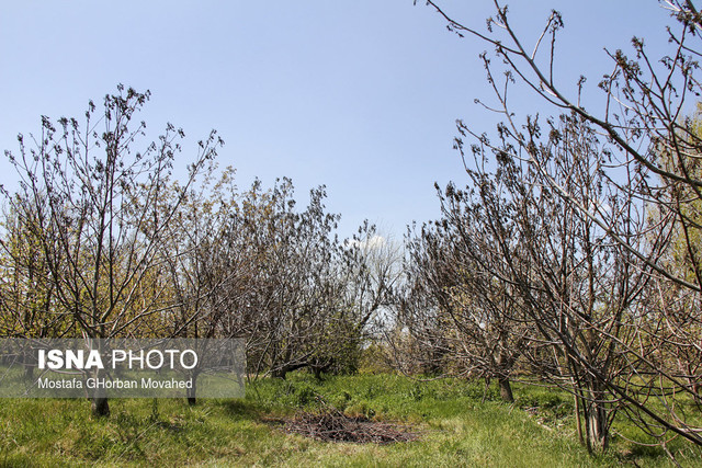 بر اثر برودت هوا ۶۸۰۰ هکتار از باغات میوه شهرستان اهر در استان آذربایجان شرقی از سرمازدگی از بین رفتند.